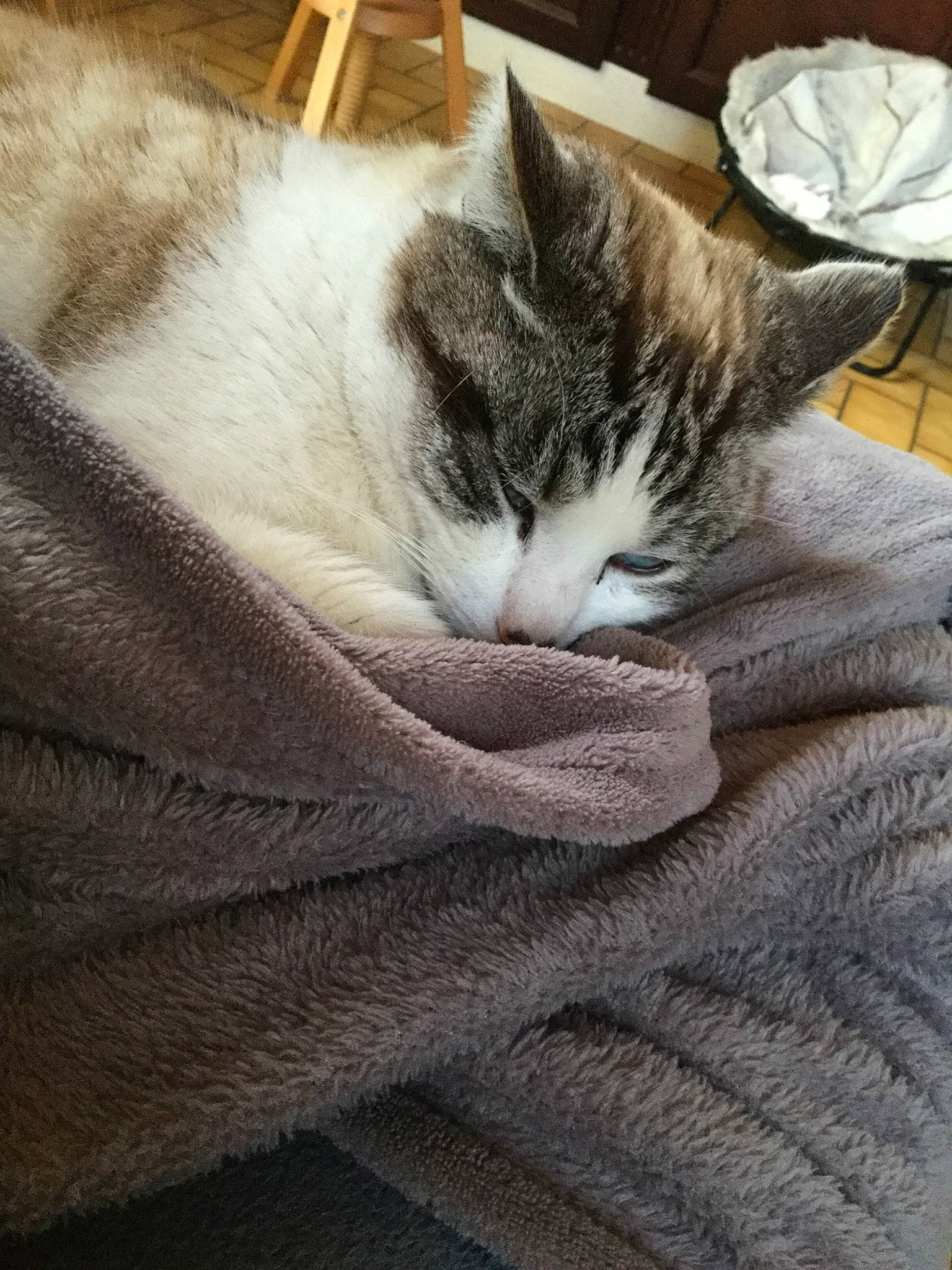 Gysmo a rejoint le concours — aidez-le/la à gagner de superbes lots ! asian, carnivore, cat, domestic_short_haired_cat, european_shorthair, felidae, fur, kitten, nap, polydactyl_cat, sleep, small_to_medium_sized_cats, tabby_cat, whiskers