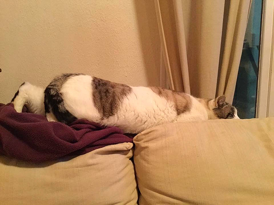 Gysmo a rejoint le concours — aidez-le/la à gagner de superbes lots ! american_bulldog, canidae, carnivore, comfort, companion_dog, dog, dog_breed, fawn, fur, furniture, nap, non_sporting_group, old_english_bulldog, puppy, puppy_love, sleep