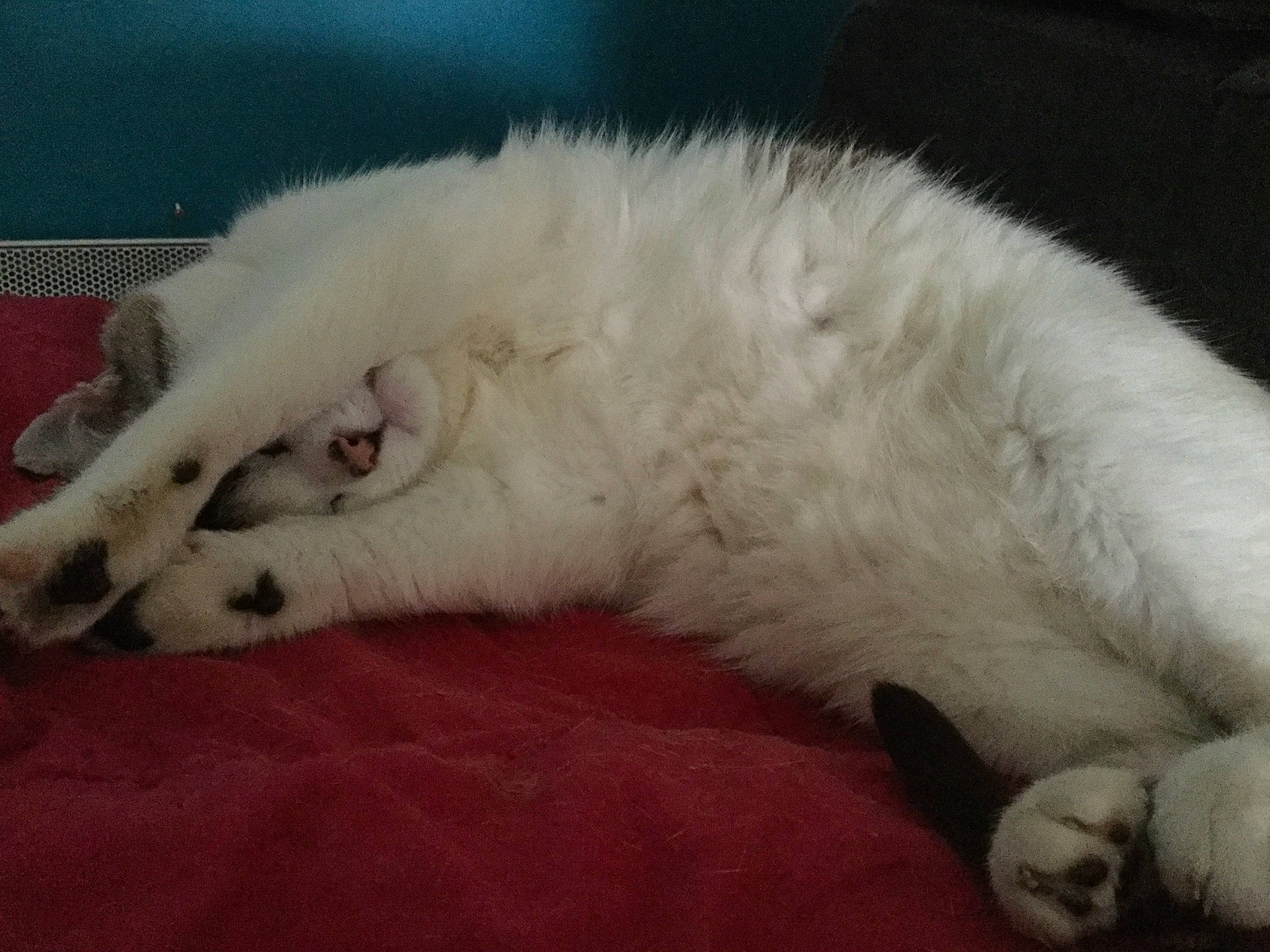 Gysmo a rejoint le concours — aidez-le/la à gagner de superbes lots ! canidae, carnivore, cat, claw, dog_breed, felidae, fur, mammal, nose, paw, sleep, small_to_medium_sized_cats, turkish_angora, whiskers