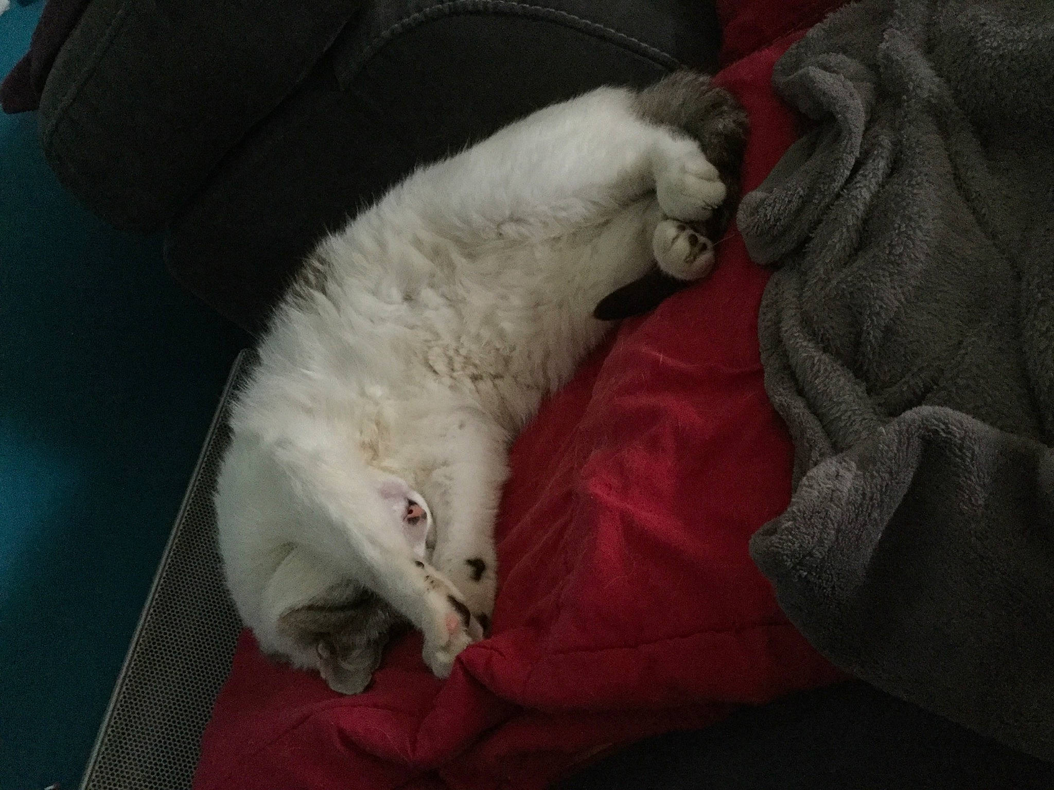 Gysmo a rejoint le concours — aidez-le/la à gagner de superbes lots ! carnivore, cat, claw, felidae, ferret, fur, mustelidae, mustelinae, whiskers