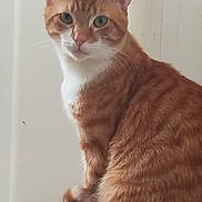 Tigrou a rejoint le concours — aidez-le/la à gagner de superbes lots ! cat, orange_tabby, white_markings, pet, animal, feline, fur, whiskers, ears, tail, domestic_cat, indoor, closeup, portrait, curious, sitting, looking, home, timestamp, natural_light