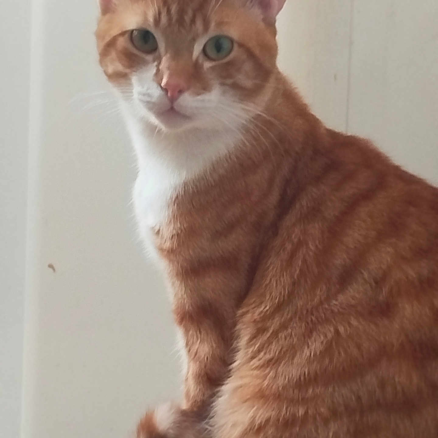Tigrou a rejoint le concours — aidez-le/la à gagner de superbes lots ! animal, cat, closeup, curious, domestic_cat, ears, feline, fur, home, indoor, looking, natural_light, orange_tabby, pet, portrait, sitting, tail, timestamp, whiskers, white_markings
