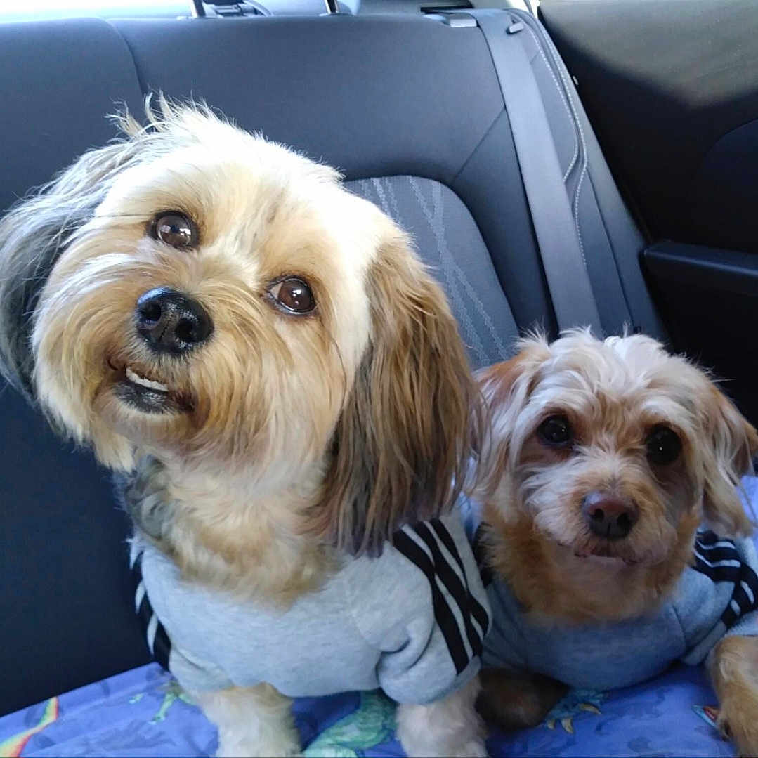 Pebbles is registered to the contest to win money with this photo: affenpinscher, animal, ball, canine, car, couch, cushion, dog, football, furniture, homedecor, pet, poodle, puppy, soccer, soccerball, sport, terrier, transportation, vehicle