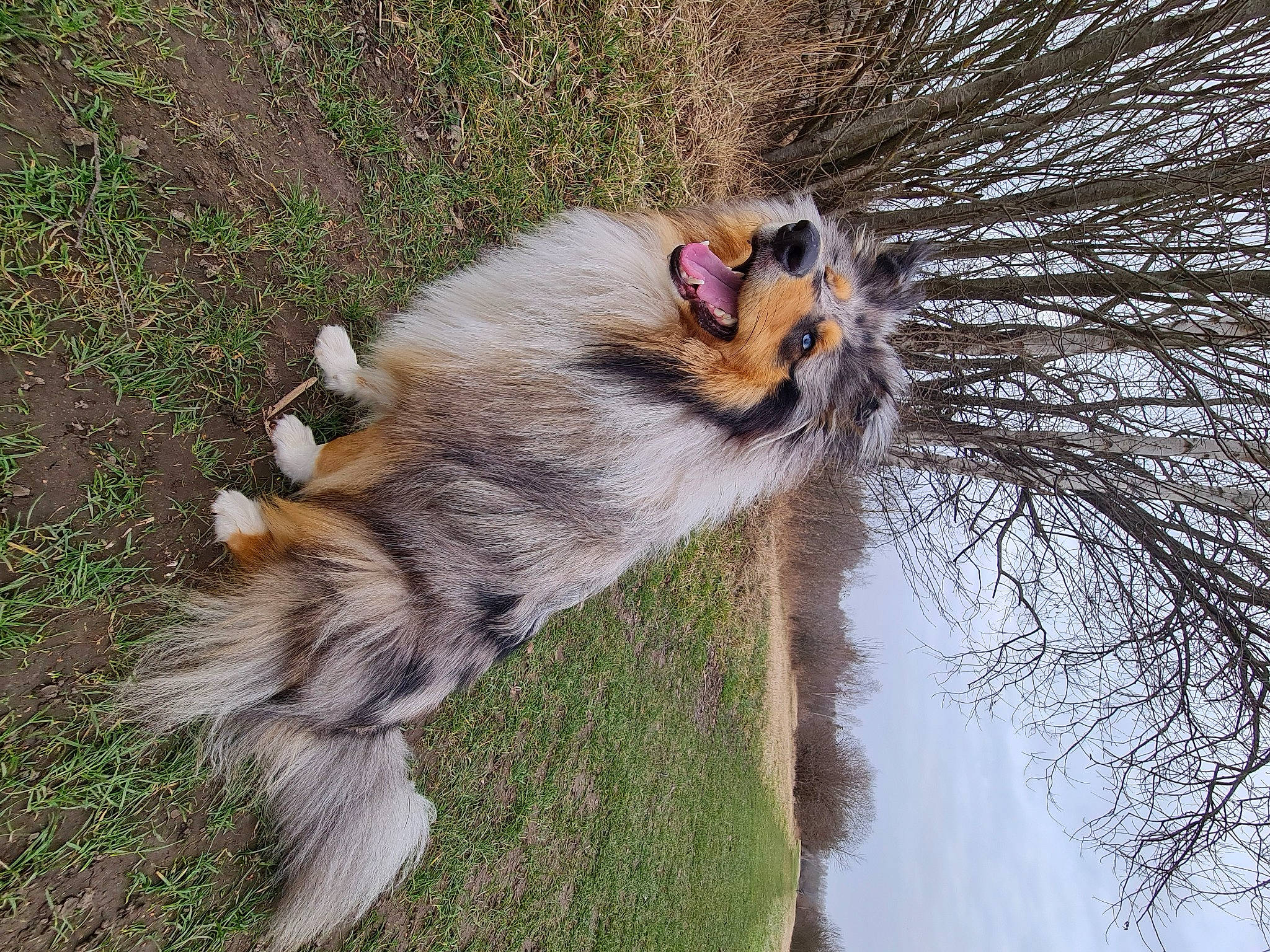 Azur participe au concours pour gagner de l'argent avec cette photo : canidae, carnivore, companion_dog, dog, dog_breed, fawn, felidae, fur, grass, plant, primate, sky, sporting_group, tail, terrestrial_animal, tree, trunk, twig, whiskers, wildlife