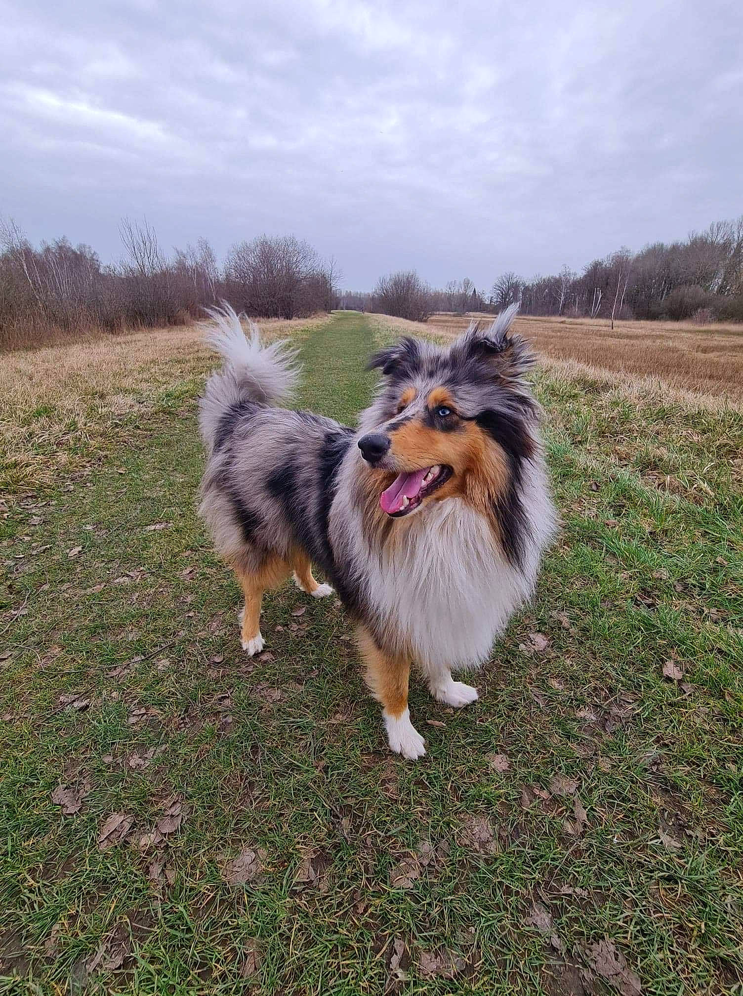 Azur participe au concours pour gagner de l'argent avec cette photo : canidae, carnivore, cloud, companion_dog, dog, dog_breed, grass, grassland, herding_dog, plant, sky, snout, sporting_group, tail, terrestrial_animal, tree, vertebrate, working_dog