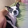 dog, person, arm, couch, green_shirt, black_and_white, pet, indoor, close_up, relaxing, companion, casual, portrait, domestic, snuggle, furniture, resting, canine, comfort, human