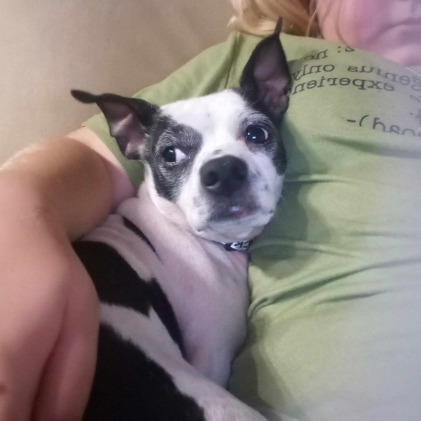 Rocket Snyder joined the competition — help win amazing prizes! arm, black_and_white, canine, casual, close_up, comfort, companion, couch, dog, domestic, furniture, green_shirt, human, indoor, person, pet, portrait, relaxing, resting, snuggle