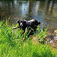Ollie participe au concours pour gagner de l'argent avec cette photo : dog, black_and_white_dog, animal, pet, stream, river, water, outdoors, nature, grass, tall_grass, woodland, trees, greenery, sunlight, reflection, wet, standing, portrait, scenic