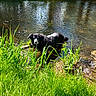 dog, black_and_white_dog, animal, pet, stream, river, water, outdoors, nature, grass, tall_grass, woodland, trees, greenery, sunlight, reflection, wet, standing, portrait, scenic