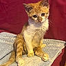 animal, blanket, cat, cozy, cute, ears, feline, fur, indoors, kitten, orange_cat, paws, pet, photography, portrait, red_background, sitting, tabby, tail, whiskers