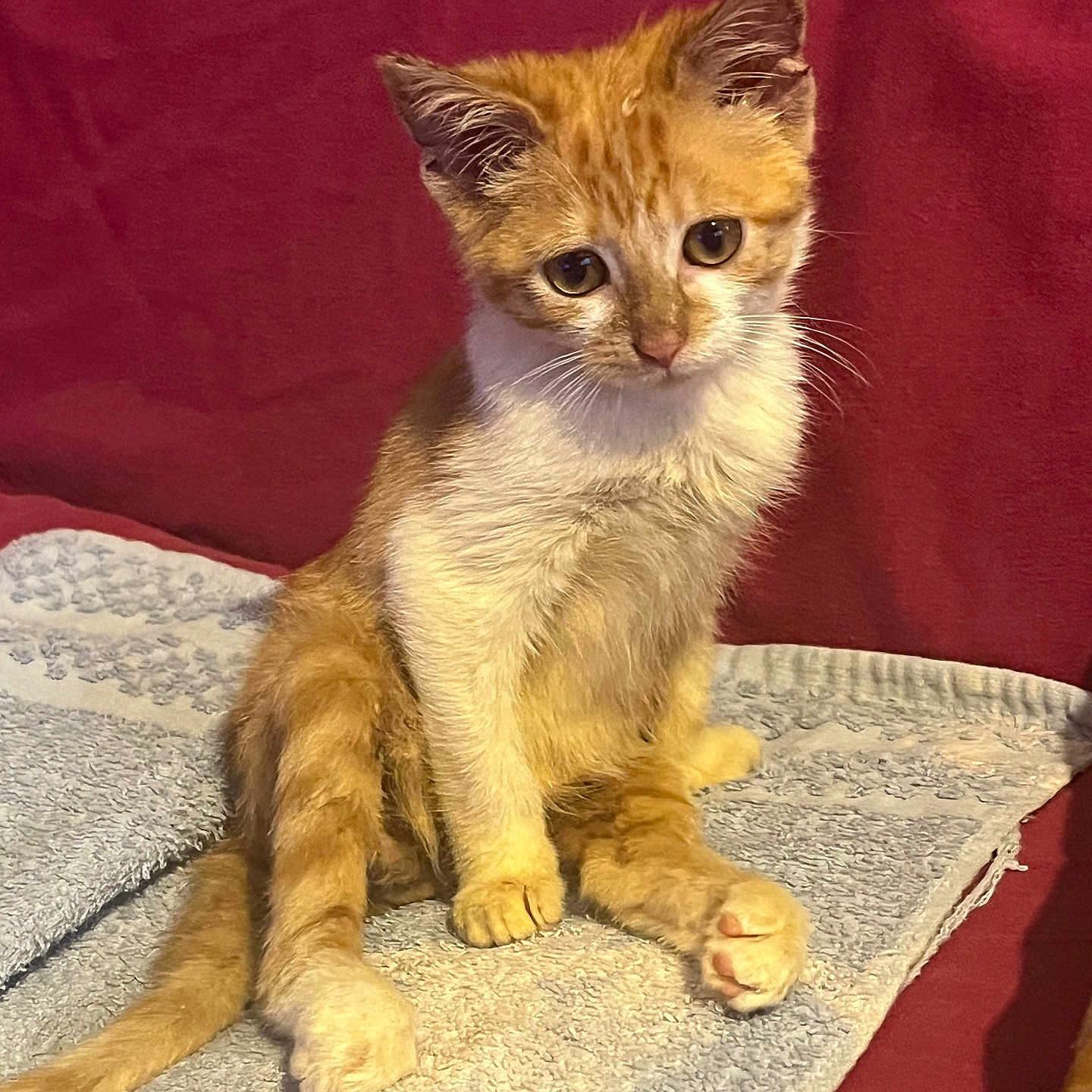 Marvin joined the competition — help win amazing prizes! animal, blanket, cat, cozy, cute, ears, feline, fur, indoors, kitten, orange_cat, paws, pet, photography, portrait, red_background, sitting, tabby, tail, whiskers