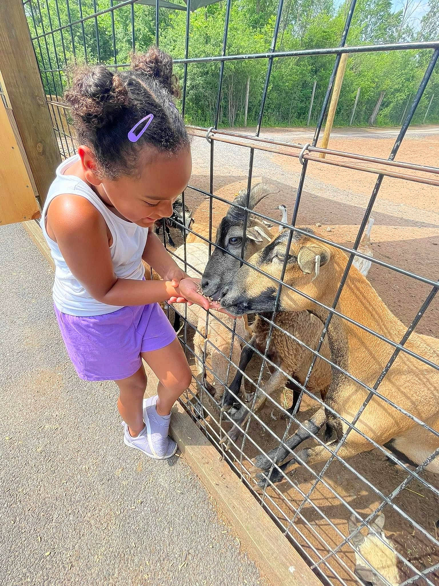 Jaela is registered to the contest to win money with this photo: animal_shelter, cage, chain_link_fencing, child, fawn, fence, grass, leisure, mammal, mesh, metal, net, person, pet_supply, plant, recreation, soil, toddler, tree, wire_fencing