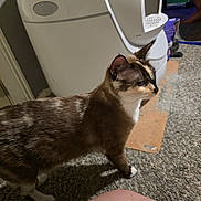 Bougie joined the competition — help win amazing prizes! cat, indoor, carpet, litter_box, pet, animal, fur, brown, white, black, curious, side_view, human_leg, floor, home, domestic, feline, mammal, whiskers, paws