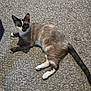 animal, carpet, cat, curious, cute, domestic, ears, eyes, feline, fur, indoor, lying_down, mammal, paw, pet, resting, striped, tail, unique_markings, whiskers