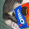 Luna joined the competition — help win amazing prizes! animal, bed, bedspread, cat, cookies, funny, fur, indoors, medicine, oreo, packaging, papers, pet, pink_nose, sleeping, snack_box, striped_fur, tabby_cat, whiskers, white_fur