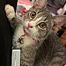 animal, bell, cat, chair, collar, ears, eyes, face, gray_fur, indoors, kitten, pet, pink_nose, portrait, raised_paw, sitting, tabby, tag, whiskers, white_fur