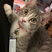 Luna joined the competition — help win amazing prizes! bell, cat, close_up, collar, curious, cute, furniture, gray_fur, green_eyes, identification_tag, indoor, kitten, laundry_basket, pet, pink_nose, portrait, sitting, tabby, whiskers, white_chest