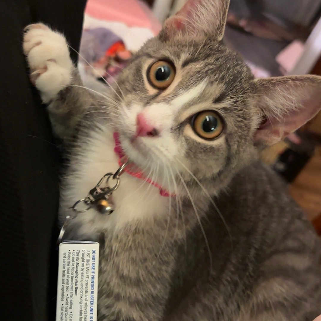 Luna joined the competition — help win amazing prizes! bell, cat, close_up, collar, curious, cute, furniture, gray_fur, green_eyes, identification_tag, indoor, kitten, laundry_basket, pet, pink_nose, portrait, sitting, tabby, whiskers, white_chest