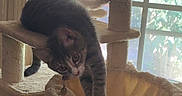 Luna is registered to the contest to win money with this photo: animal, cat, cat_tree, curious, furniture, hammock, home, indoors, kitten, paws, pet, playful, portrait, scratching_post, sitting, stretching, sunlight, tabby, whiskers, window