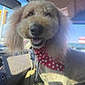 animal, canine, car, close_up, cream_colored, dog, fluffy, front_seat, furry, happy, harness, leash, outdoor, pet, poodle_mix, portrait, road_trip, smiling, sunlight, vehicle_interior