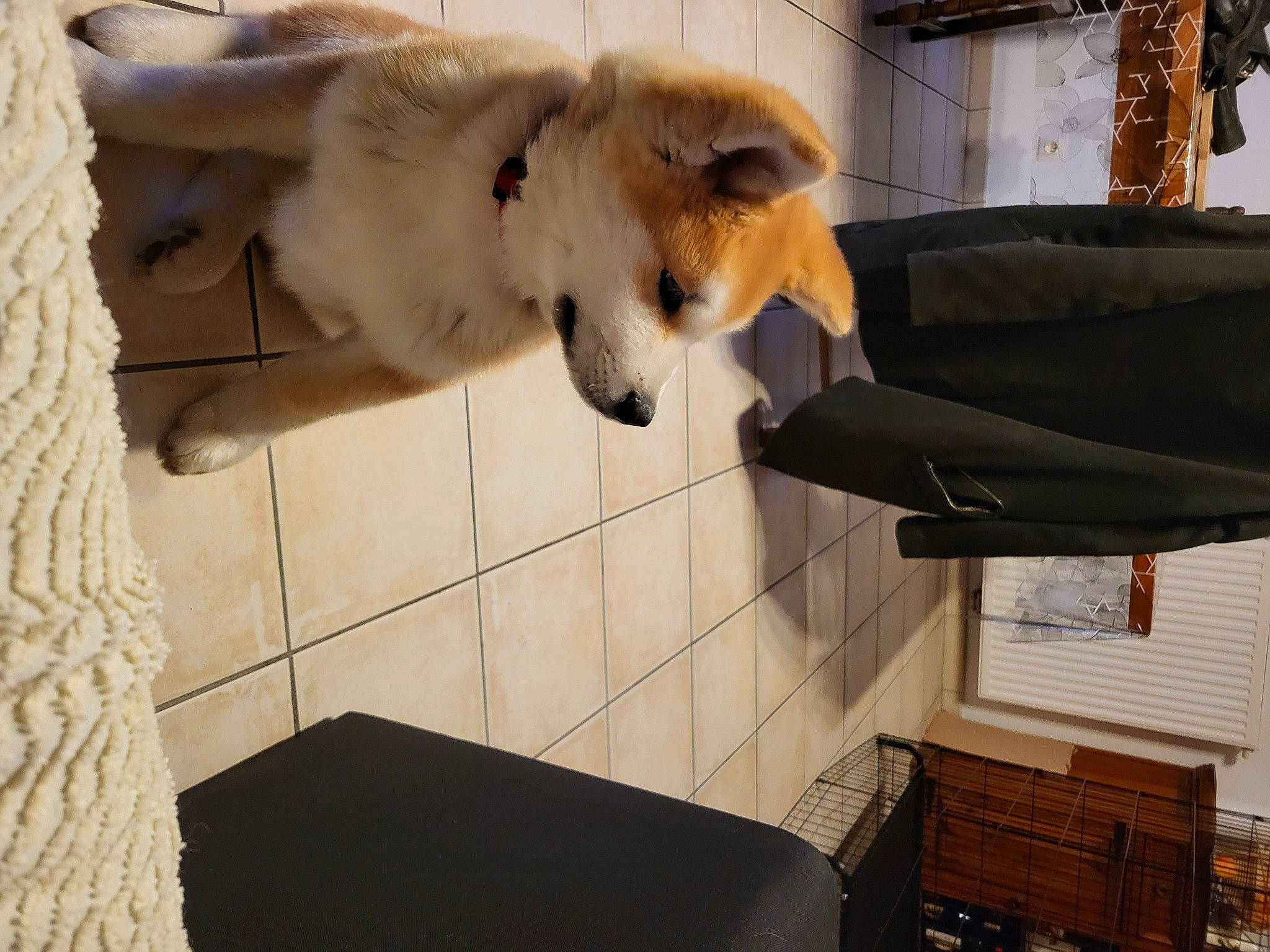 Eko participe au concours pour gagner de l'argent avec cette photo : animal_shelter, canidae, carnivore, chair, comfort, companion_dog, couch, dog, dog_breed, fawn, flooring, fur, room, snout, sporting_group, table, tail, window, wing, wood