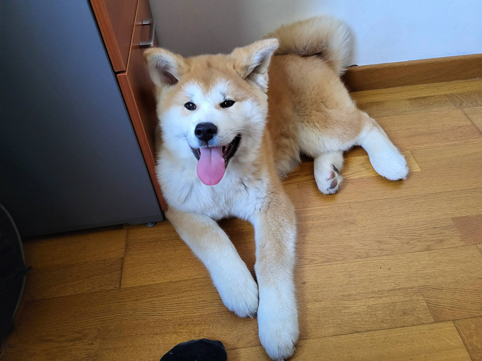 Eko a rejoint le concours — aidez-le/la à gagner de superbes lots ! ancient_dog_breeds, canidae, carnivore, companion_dog, dog, dog_breed, dog_supply, fawn, flooring, foot, fur, hardwood, non_sporting_group, paw, snout, spitz, sporting_group, tail, working_animal, working_dog