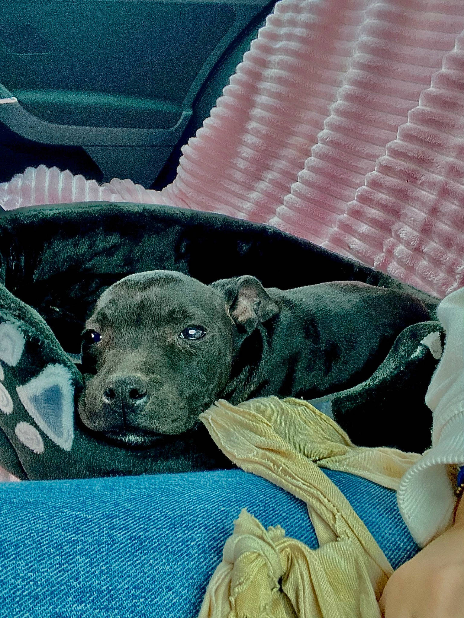 Fox participe au concours pour gagner de l'argent avec cette photo : canidae, carnivore, comfort, companion_dog, dog, dog_breed, electric_blue, fur, linens, pattern, snout, sporting_group, terrestrial_animal, tints_and_shades, working_animal