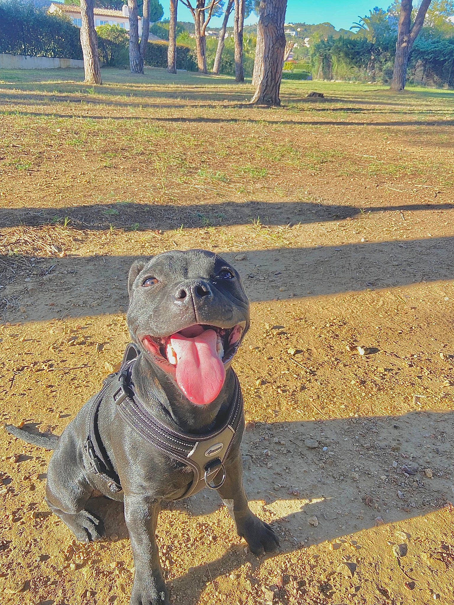 Fox a rejoint le concours — aidez-le/la à gagner de superbes lots ! amphibian, carnivore, dinosaur, dog_breed, fang, fawn, grass, jaw, landscape, marine_mammal, plant, reptile, scaled_reptile, sky, smile, snout, soil, sporting_group, terrestrial_animal, tree