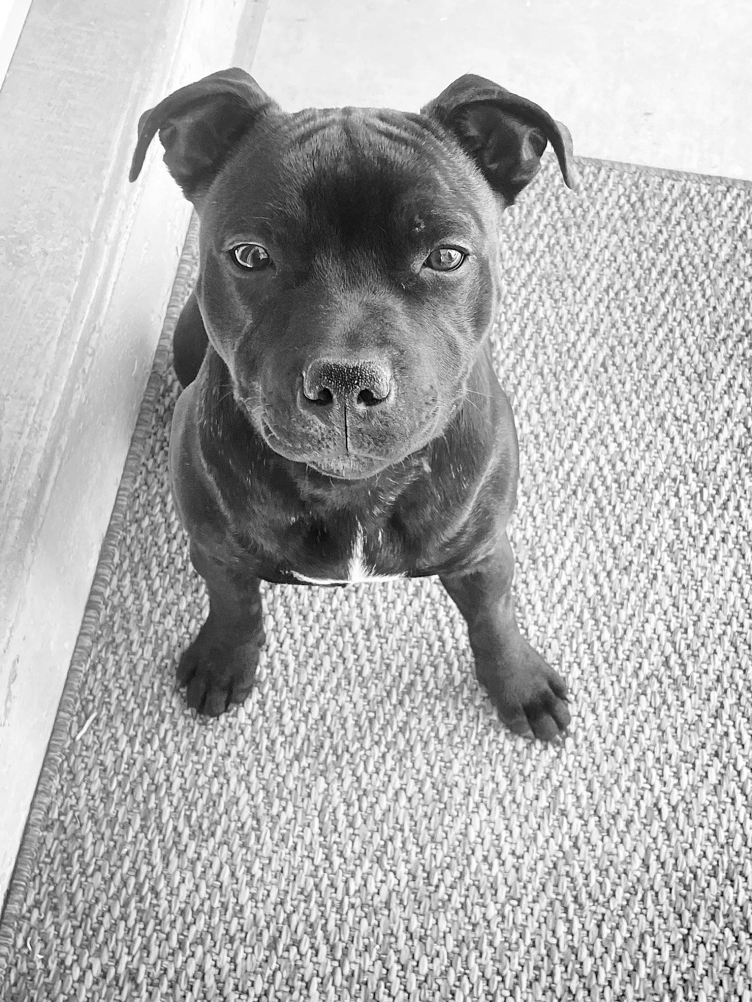 Fox a rejoint le concours — aidez-le/la à gagner de superbes lots ! borador, canidae, carnivore, companion_dog, dog, dog_breed, dog_collar, fawn, fur, guard_dog, monochrome, monochrome_photography, non_sporting_group, snout, sporting_group, street_dog, terrestrial_animal, whiskers, working_animal, working_dog