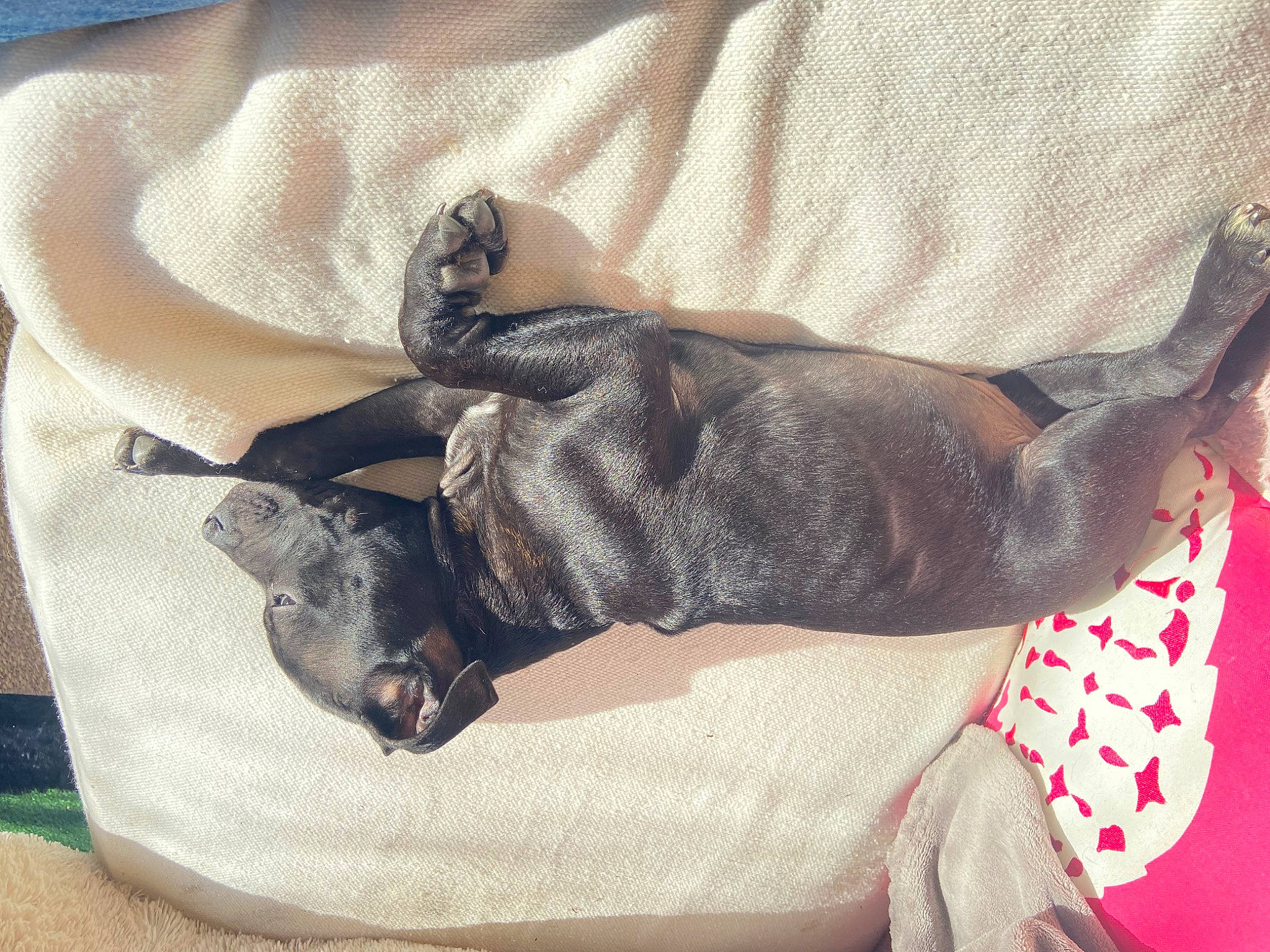 Fox a rejoint le concours — aidez-le/la à gagner de superbes lots ! canidae, carnivore, collar, comfort, companion_dog, dog, dog_breed, dog_collar, dog_supply, fawn, fur, grey, guard_dog, linens, pattern, pet_supply, sporting_group, tail, toy_dog, working_animal