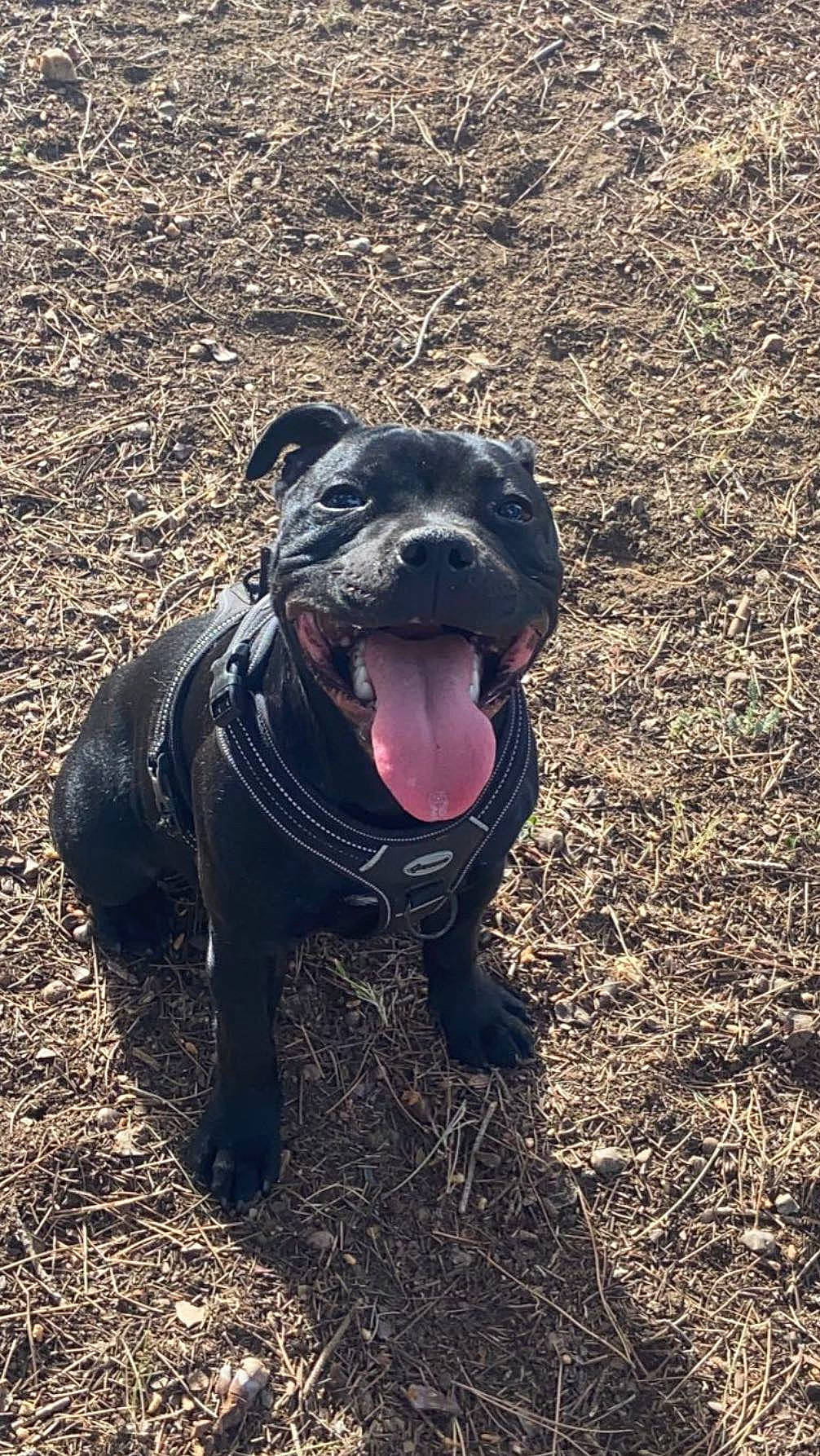 Fox a rejoint le concours — aidez-le/la à gagner de superbes lots ! canidae, carnivore, companion_dog, dog, dog_breed, durango_boot, electric_blue, fang, fawn, grass, hunting_dog, landscape, non_sporting_group, snout, soil, sporting_group, tasmanian_devil, terrestrial_animal, whiskers, wildlife