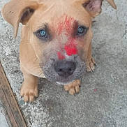 Maverick joined the competition — help win amazing prizes! animal, close_up, concrete, cute, dog, ears, eyes, face, floor, fur, looking_up, mischievous, outdoor, paint, paws, pet, puppy, red_mark, whiskers, young_dog