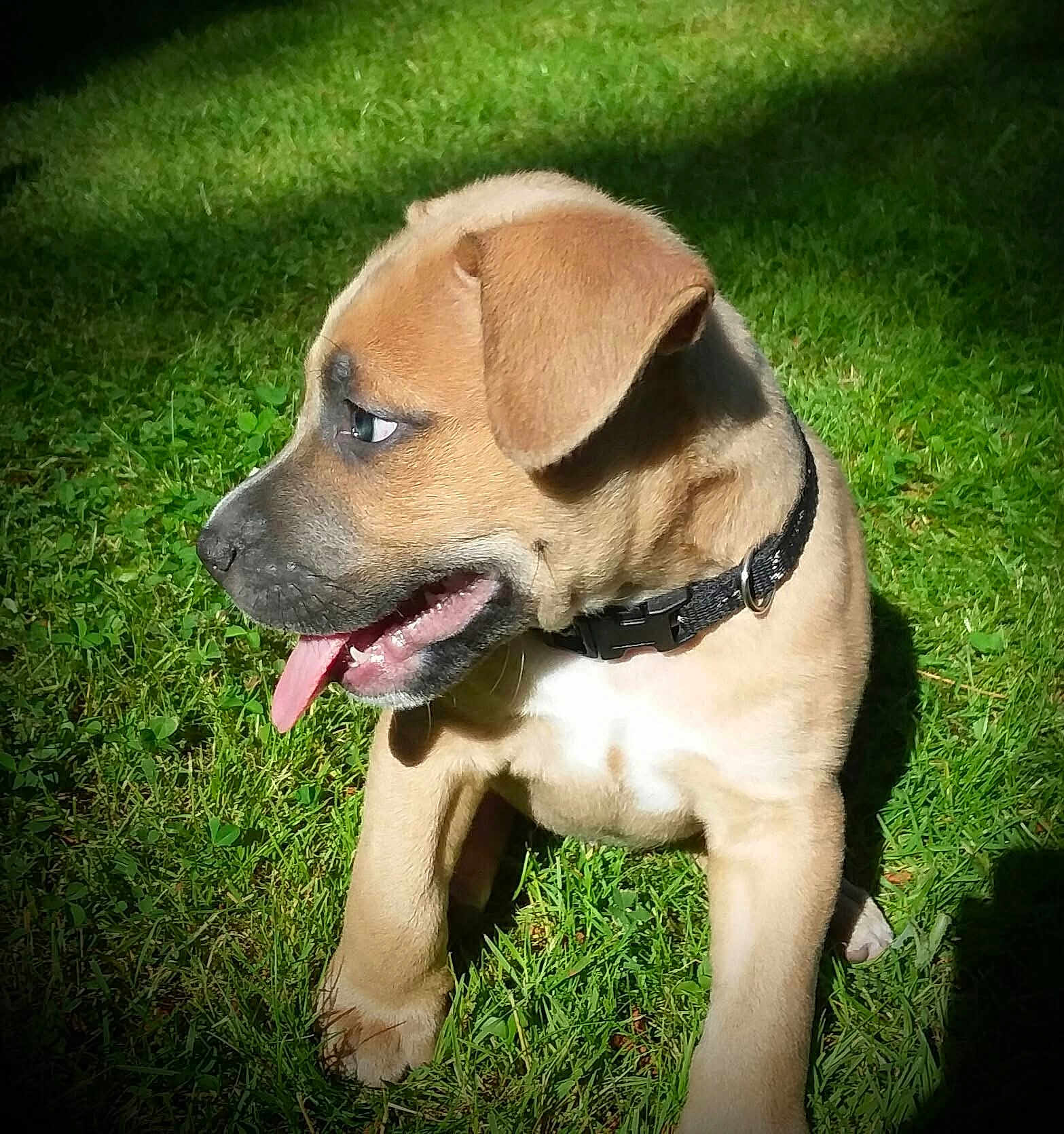 Maverick is registered to the contest to win money with this photo: puppy, dog, grass, collar, tongue, outdoor, sunlight, pet, animal, cute, young, mammal, nature, playful, fur, canine, sitting, happy, side_view, daylight