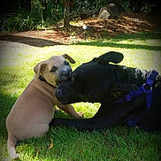 Maverick joined the competition — help win amazing prizes! dog, puppy, grass, outdoor, nature, sunlight, tree, pet, black_dog, tan_dog, canine, animal, playful, affection, harness, daylight, friendship, cute, mammal, park