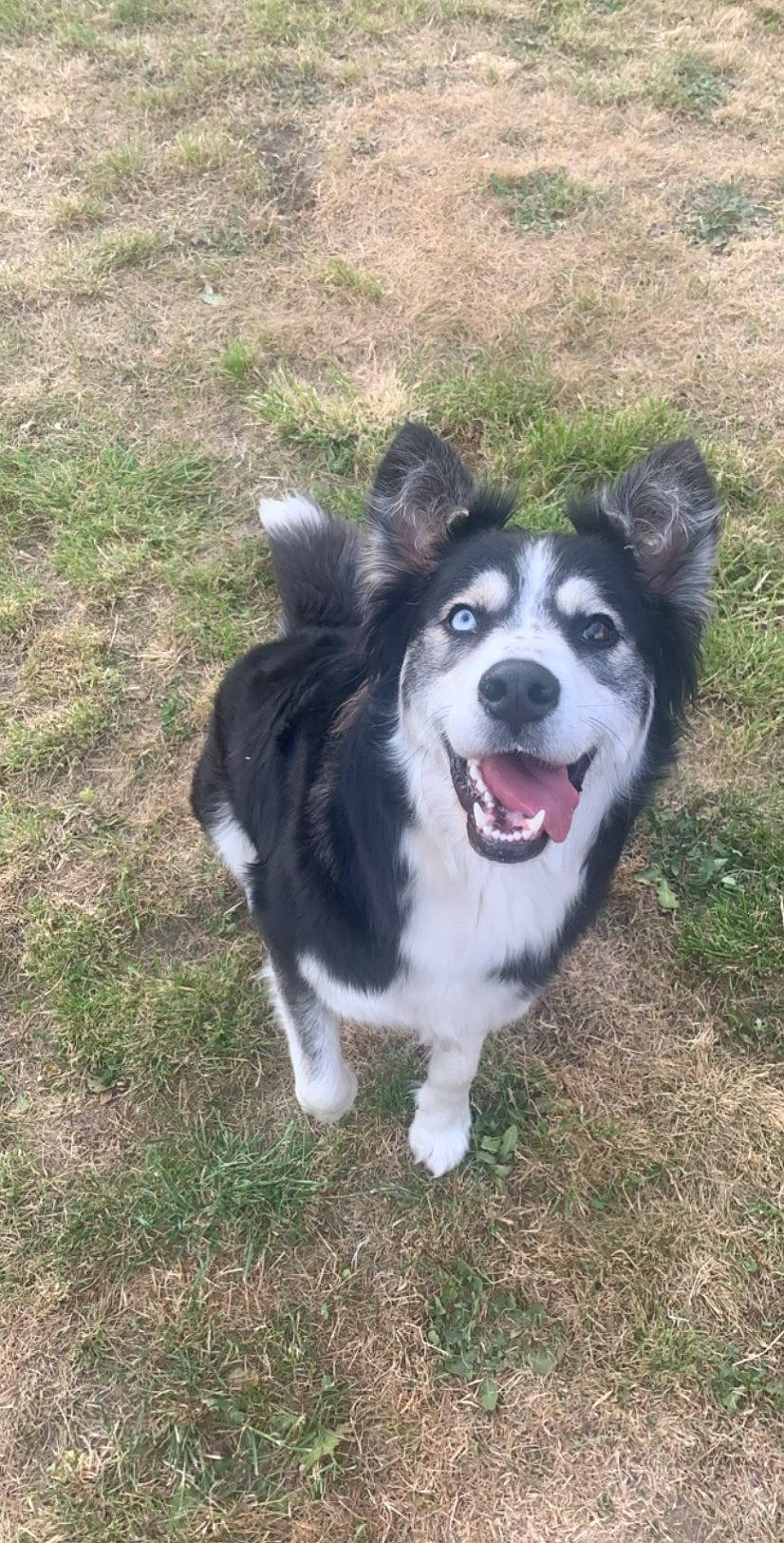 Kala participe au concours pour gagner de l'argent avec cette photo : alaskan_malamute, border_collie, canidae, carnivore, dog, dog_breed, grass, herding_dog, mammal, rare_breed_dog, siberian_husky, snout, sporting_group, vertebrate, working_dog