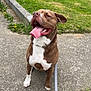 animal, brown, building, canine, collar, daylight, dog, front_legs, grass, happy, leash, nature, outdoor, pavement, pet, playful, sidewalk, sitting, tongue_out, white