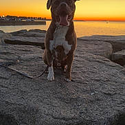 Thor a rejoint le concours — aidez-le/la à gagner de superbes lots ! animal, calm, coast, dog, evening, happy, landscape, leash, nature, one_ear_up, outdoor, pet, rock, scenic, sea, silhouette, sky, sunset, tongue_out, water