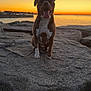 animal, calm, coast, dog, evening, happy, landscape, leash, nature, one_ear_up, outdoor, pet, rock, scenic, sea, silhouette, sky, sunset, tongue_out, water