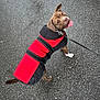 animal, asphalt, brown_dog, canine, car_tire, coat, collar, daytime, dog, happy, leash, looking_back, outdoor, pavement, pet, pet_accessory, playful, red_jacket, tongue_out, walking