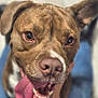 animal, brown_dog, canine, close_up, companion, dog, domestic_animal, ears, friendly, fur, happy, indoor, looking_at_camera, mouth_open, nose, person_hand, pet, playful, teeth, tongue