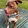 animal, brown, canine, collar, daytime, dog, ears, grass, happy, house, leash, nature, outdoor, park, pet, smiling, table, tongue, tree, white