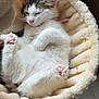 adorable, animal, bed, cat, cozy, cute, feline, fluffy, fur, indoor, kitten, paw_pads, pet, pink_nose, relaxed, resting, sleeping, soft, whiskers, young