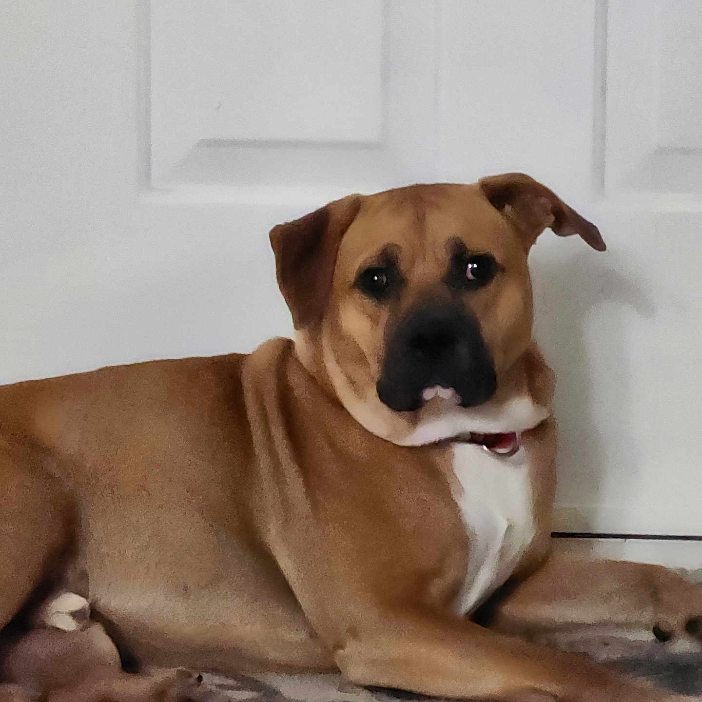 Buddy is registered to the contest to win money with this photo: animal, brown, canine, carpet, collar, dog, domestic, door, ears, floor, fur, house, indoor, lying_down, mammal, paw, pet, portrait, resting, white_chest