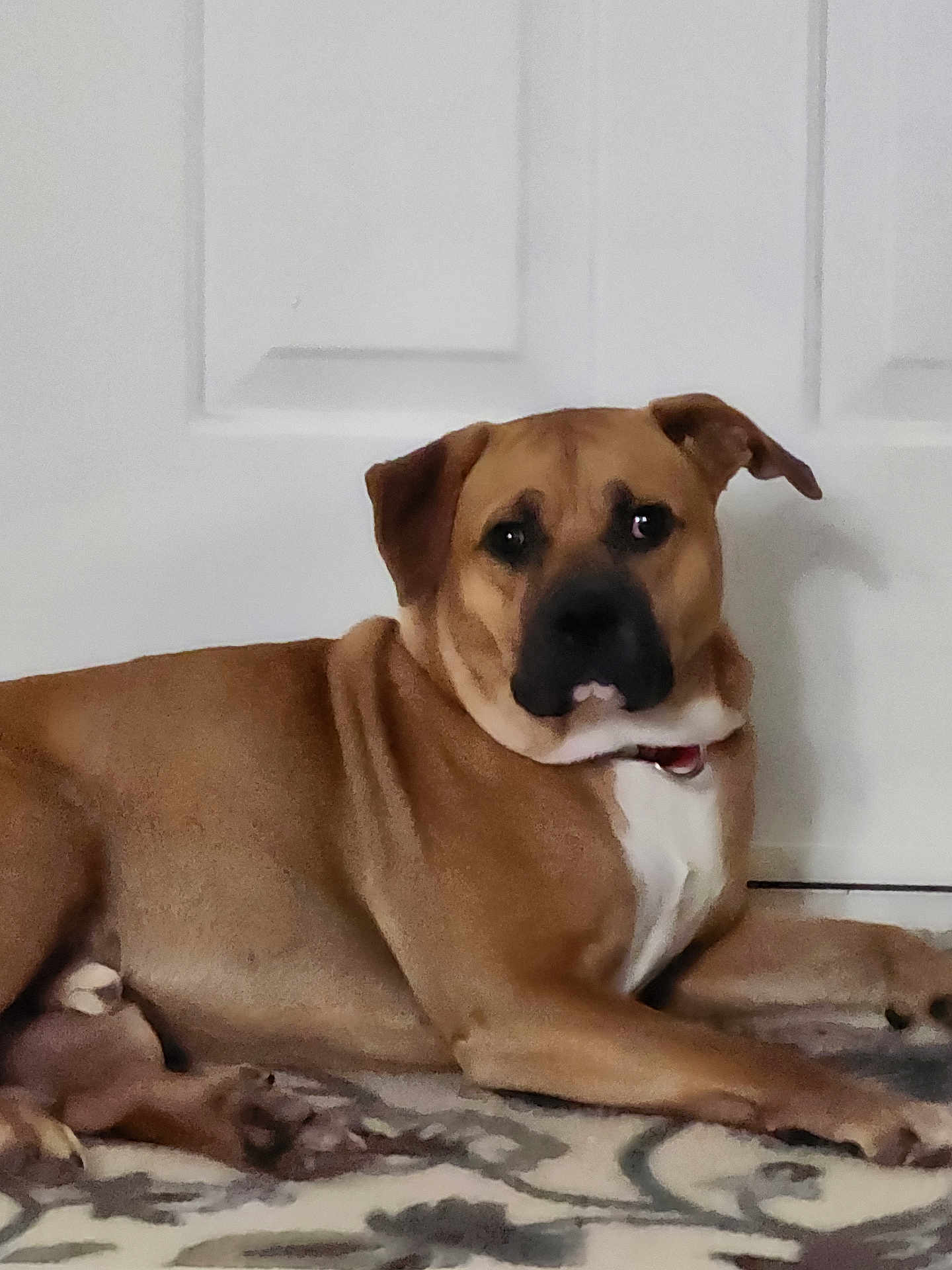 Buddy