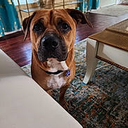 Buddy joined the competition — help win amazing prizes! dog, brown_dog, indoor, living_room, rug, wood_floor, furniture, table, curtains, collar, pet, canine, animal, floor, carpet, tag, ears, face, looking_up, domestic_animal