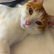 Jasper joined the competition — help win amazing prizes! cat, orange_and_white_cat, pet, lying_down, close_up, fur, whiskers, ears, pink_nose, relaxed, indoor, bed, soft_surface, animal, cute, domestic_cat, sleepy_eyes, feline, resting, calm