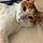 Jasper
