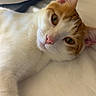 cat, orange_and_white_cat, pet, lying_down, close_up, fur, whiskers, ears, pink_nose, relaxed, indoor, bed, soft_surface, animal, cute, domestic_cat, sleepy_eyes, feline, resting, calm