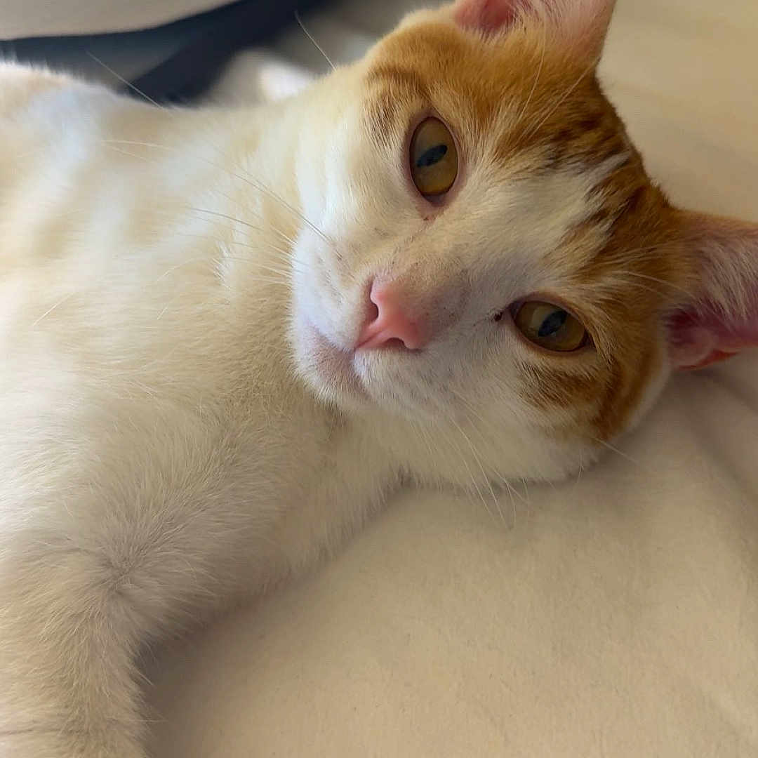 Jasper joined the competition — help win amazing prizes! cat, orange_and_white_cat, pet, lying_down, close_up, fur, whiskers, ears, pink_nose, relaxed, indoor, bed, soft_surface, animal, cute, domestic_cat, sleepy_eyes, feline, resting, calm