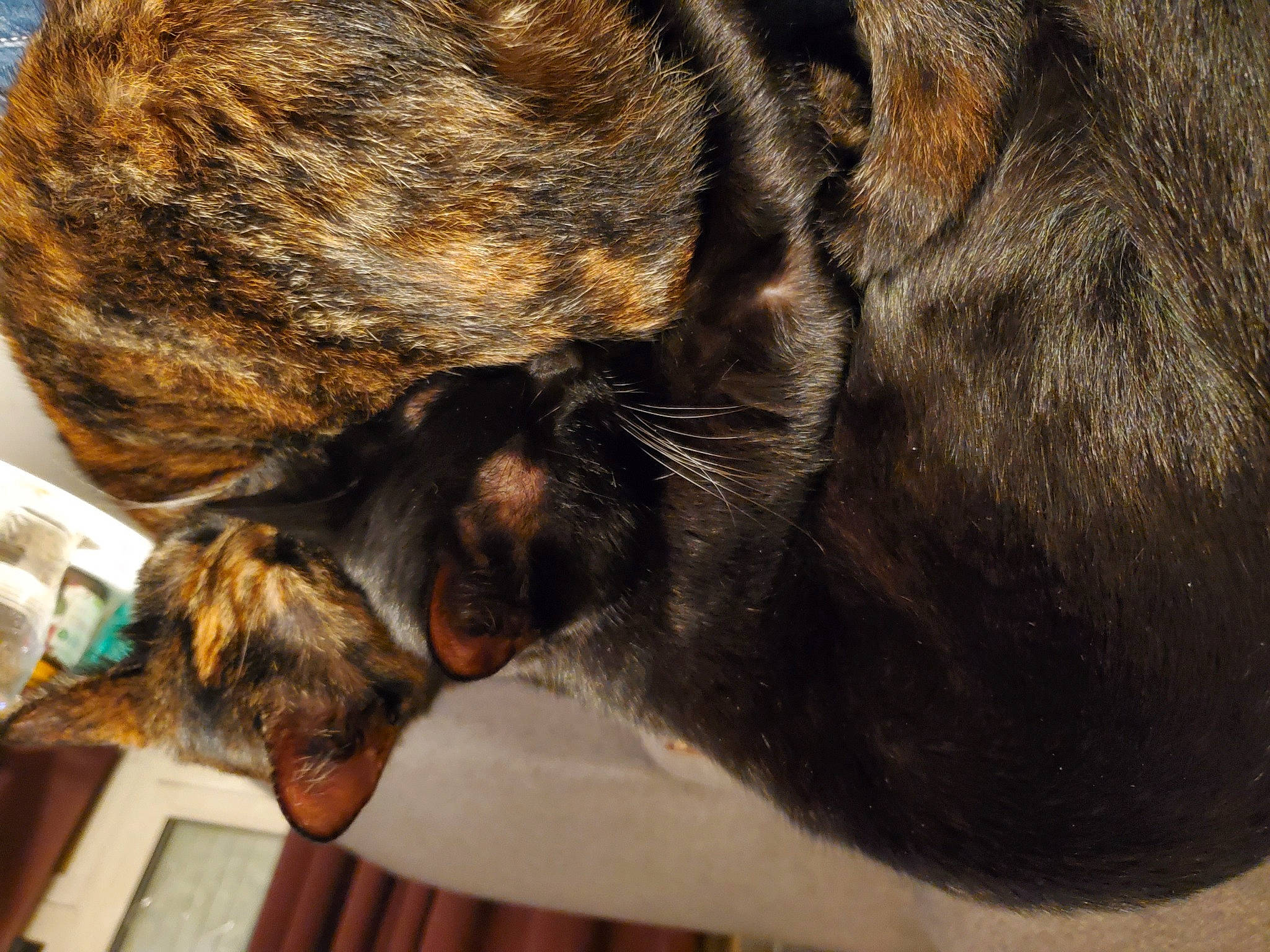 Misty Et Hashe a rejoint le concours — aidez-le/la à gagner de superbes lots ! carnivore, cat, claw, comfort, companion_dog, dog, dog_breed, ear, fawn, felidae, fur, liver, nap, paw, small_to_medium_sized_cats, snout, sporting_group, tail, terrestrial_animal, whiskers